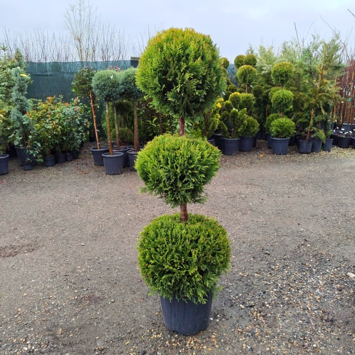 Leylandii 3 Glob - Pepiniera Sosa Leylandii 3 Glob - Pepiniera Sosa