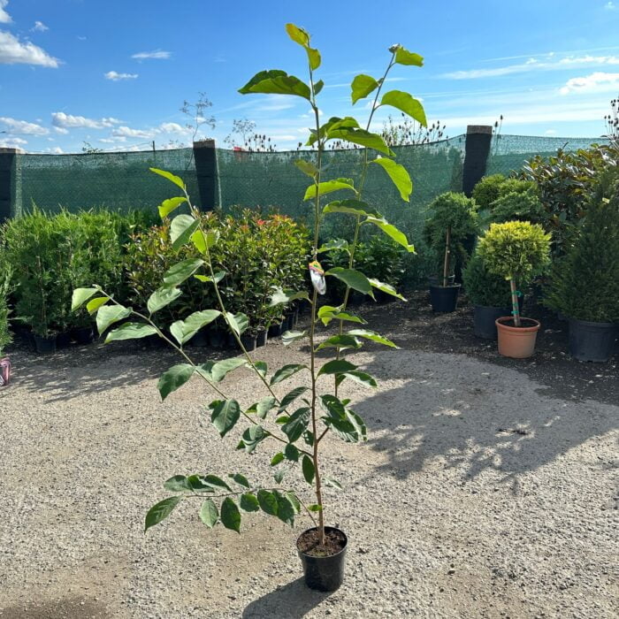 Magnolia Soulangeana Alba Superba la ghiveci - imagine 2