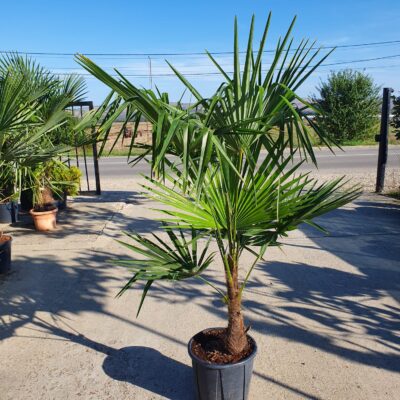 Descoperă eleganța naturală Palmier Chamaerops Excelsa! Plantează-l în grădina ta și bucură-te de frunzele lungi și de culoarea verde închis. 🌴🛒