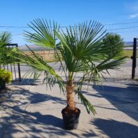 Descoperă eleganța naturală Palmier Chamaerops Excelsa! Plantează-l în grădina ta și bucură-te de frunzele lungi și de culoarea verde închis. 🌴🛒