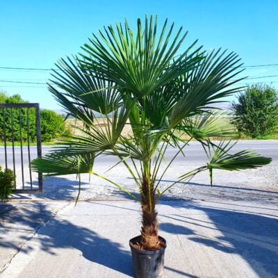 Descoperă eleganța naturală Palmier Chamaerops Excelsa! Plantează-l în grădina ta și bucură-te de frunzele lungi și de culoarea verde închis. 🌴🛒