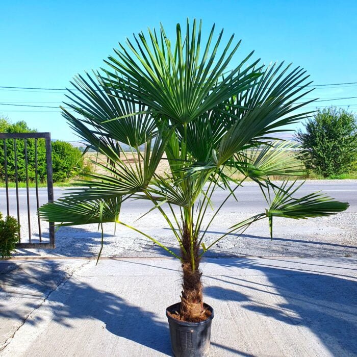 Palmier Chamaerops Excelsa: Creștere rapidă și coroană rotundă Descoperă eleganța naturală Palmier Chamaerops Excelsa! Plantează-l în grădina ta și bucură-te de frunzele lungi și de culoarea verde închis. 🌴🛒