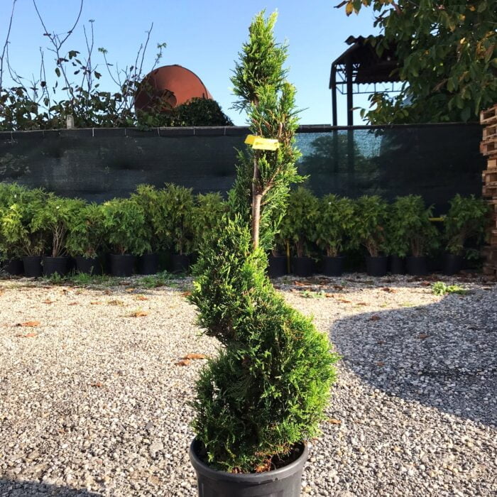 Tuia Spirala verde - Conifer ornamental pentru grădină și terasă 🌿 Adaugă un aer elegant grădinii tale cu Tuia Spirala verde! O plantă extrem de frumoasă și ușor de întreținut. Comandă acum! 🌿🛒