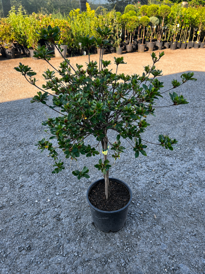 Azalea japonica albă tip copăcel la ghiveci - imagine 2