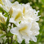 Azalea Mollis ”Daviesi Bianco” la ghiveci