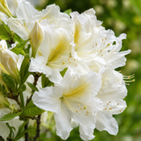 Azalea Mollis ”Daviesi Bianco” la ghiveci