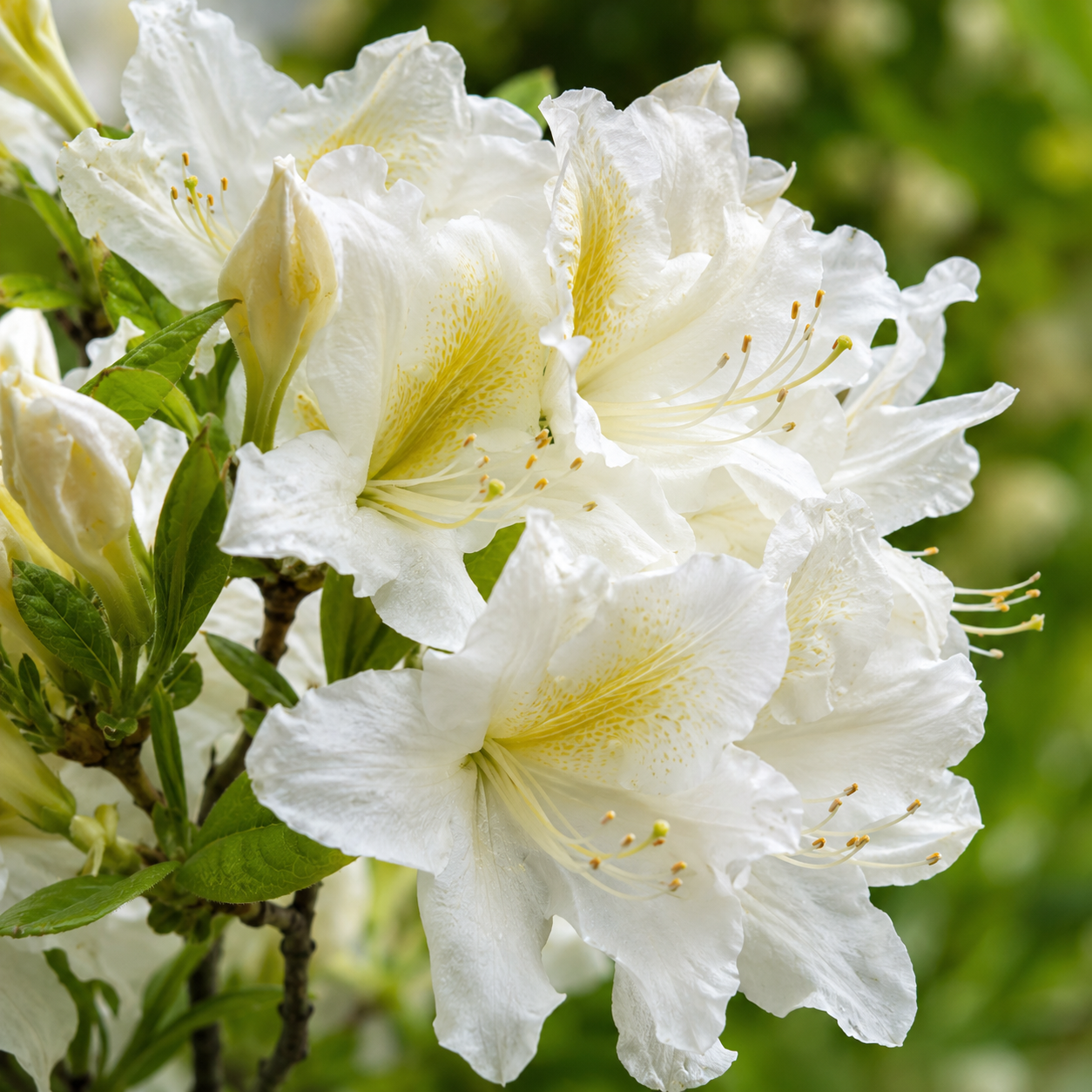 azalea-mollis-daviesi-bianco Azalea Mollis ”Daviesi Bianco” la ghiveci - imagine 1