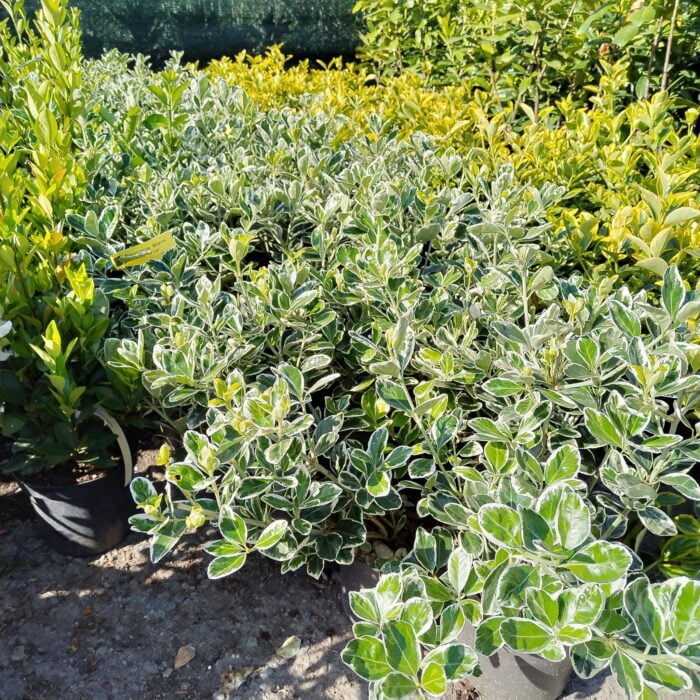 Euonymus Bravo la ghiveci - imagine 2