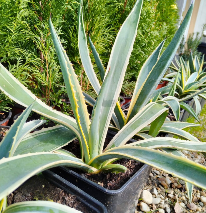 Descoperă minunăția plantelor Yucca Ivory Tower! Se dezvoltă bine în orice tip de sol și rezistă la căldură extremă și secetă. Plantează-le acum! 🌿🛒