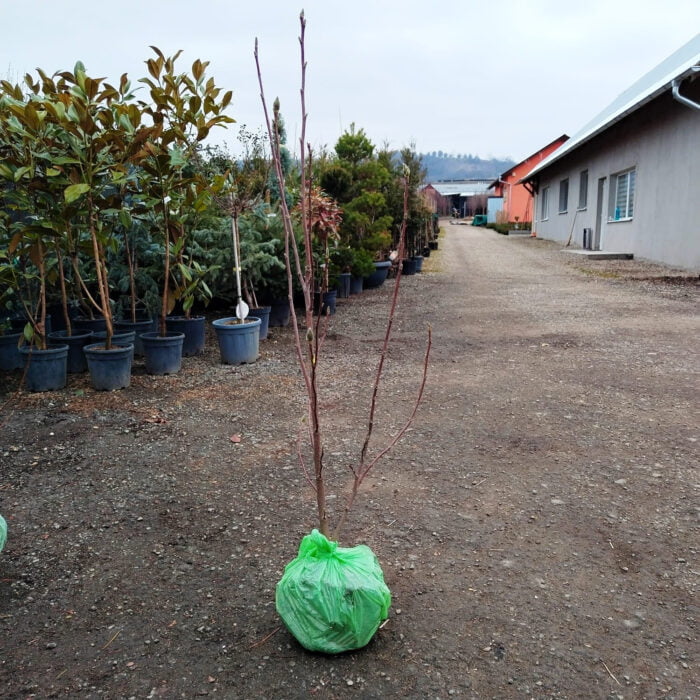 Magnolia Soulangeana - la balot - imagine 2