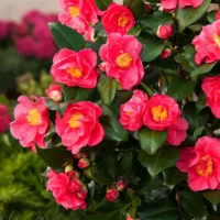 Camellia Japonica Dr. King la ghiveci