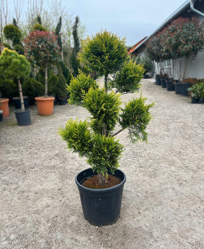 Tuia Pom Pon verde la ghiveci - imagine 1