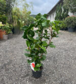 Camellia Japonica Dr. King la ghiveci - imagine 2