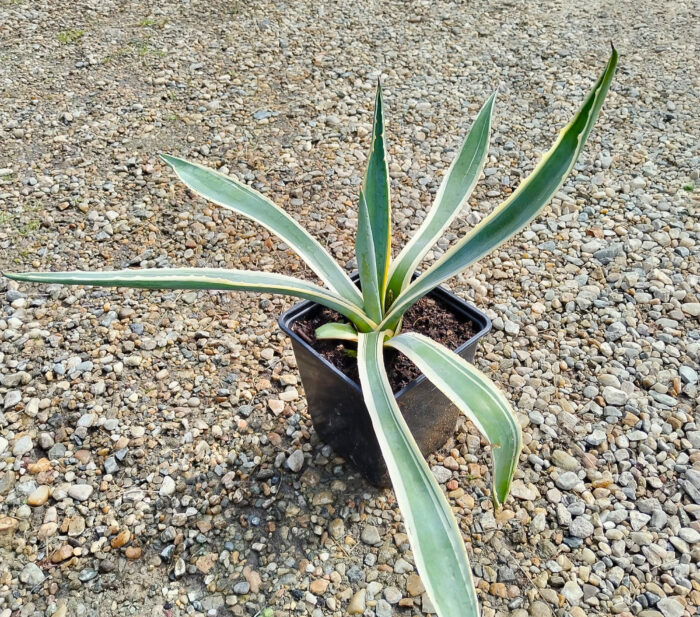 Aloe Vera la ghiveci - imagine 2