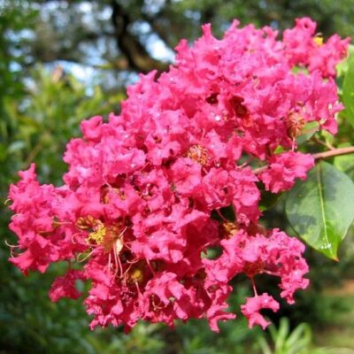Adăugați un colț de culoare în grădina dvs. cu Lagerstroemia 'Rubra' (Liliac Indian). Flori frumoase și durabile. Comandați acum! 🌸🌿