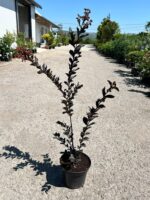 Liliac indian alb – Lagerstroemia indica la ghiveci - imagine 2