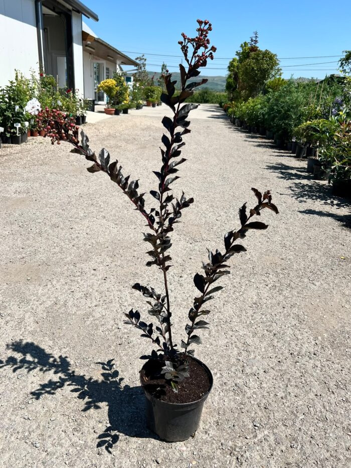Liliac indian alb – Lagerstroemia indica la ghiveci - imagine 2
