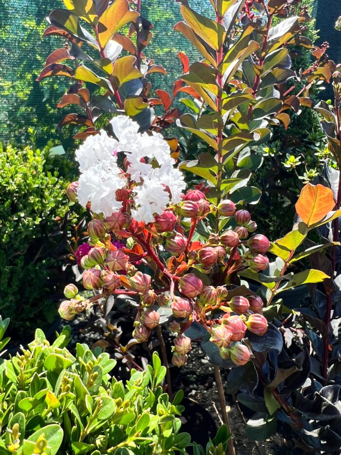 Liliac indian alb – Lagerstroemia indica la ghiveci - imagine 3