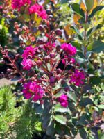Liliac indian mov – Lagerstroemia indica la ghiveci - imagine 3