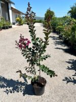 Liliac indian mov – Lagerstroemia indica la ghiveci - imagine 2