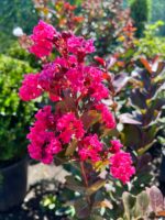 Liliac indian roz – Lagerstroemia indica la ghiveci - imagine 3