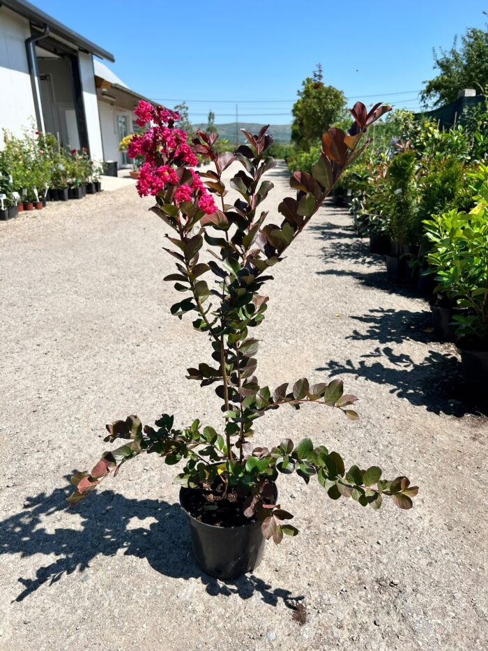 Liliac indian roz – Lagerstroemia indica la ghiveci - imagine 2