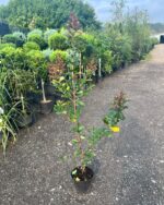 Liliac indian roz – Lagerstroemia indica la ghiveci - imagine 2