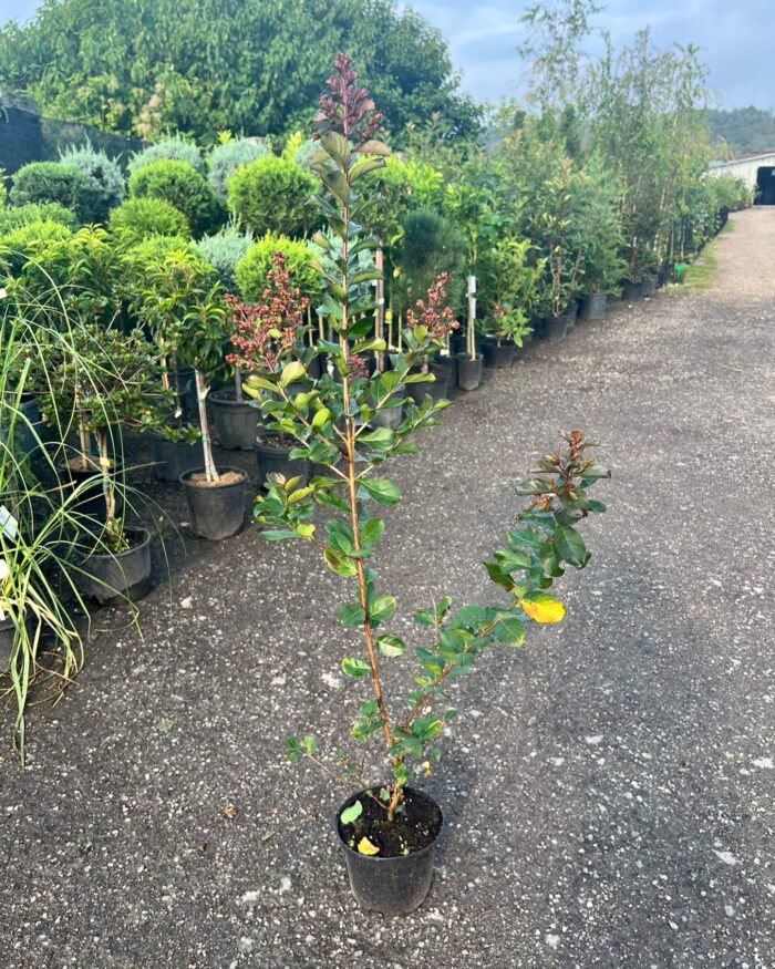 Liliac indian roz – Lagerstroemia indica la ghiveci - imagine 2