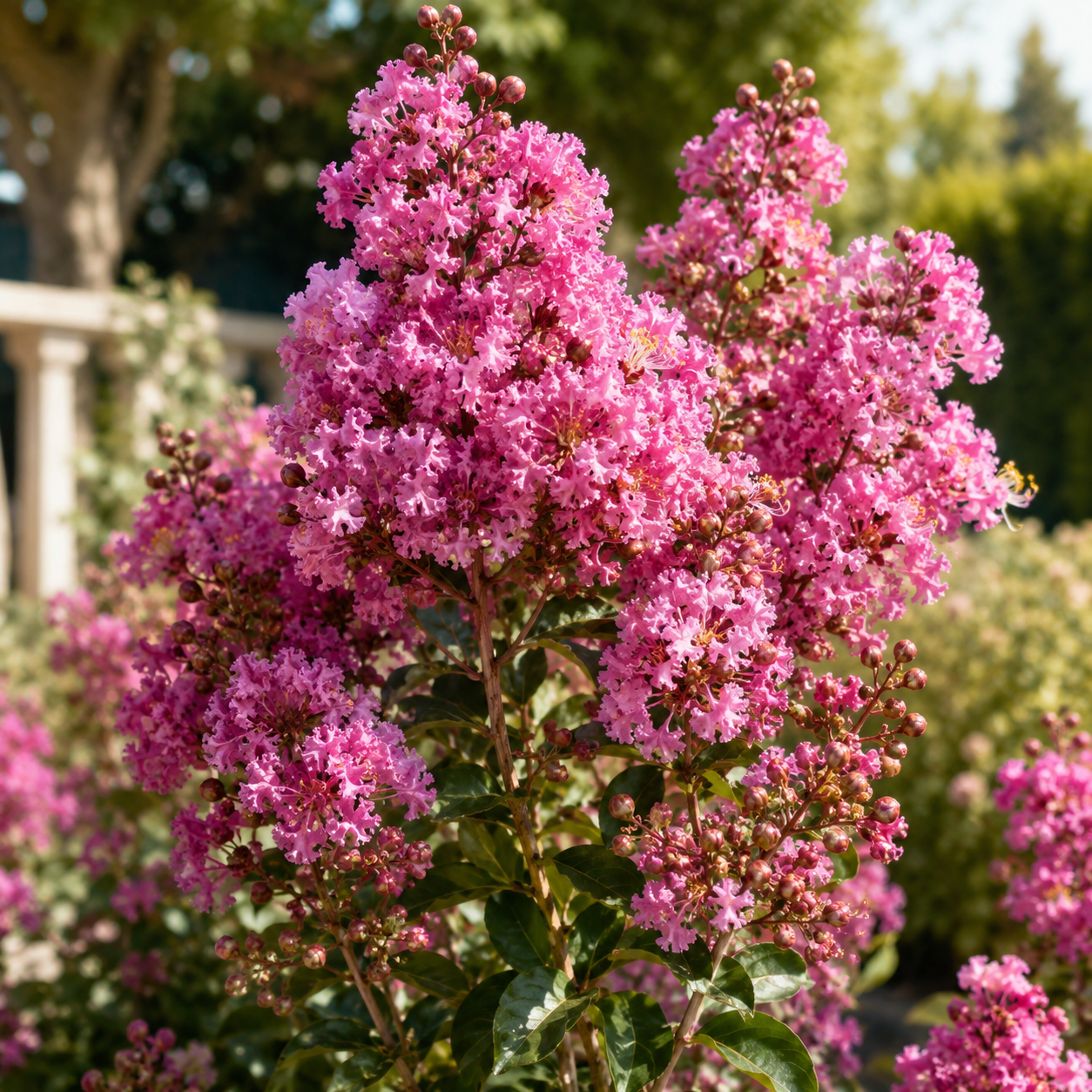 liliac-indian-roz Liliac indian roz – Lagerstroemia indica la ghiveci - imagine 1