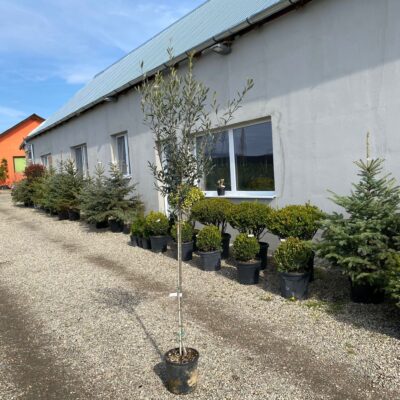 Transformă grădina ta într-un colț de paradis cu măslin veșnic roditor! Descoperă puterea acestui arbore și bucură-te de frunzele sale mereu verzi. 🛒