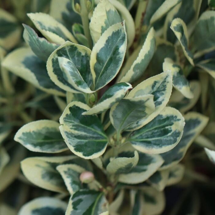 👉️ Daca vrei sa adaugi un strop de prospetime in gradina ta,Euonymus Bravo este alegerea perfecta. Comandă acum si nu rata! 🌿🛒