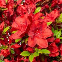 Bucură-te de frumusețea și eleganță 👉️ Azaleea Japonica Red, un arbust cu flori roșii aprinse. Perfect pentru grădini și spații verzi. Comandă acum!