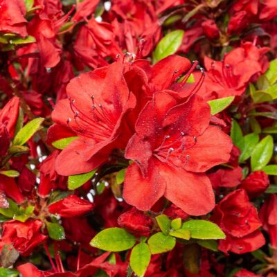 Bucură-te de frumusețea și eleganță 👉️ Azaleea Japonica Red, un arbust cu flori roșii aprinse. Perfect pentru grădini și spații verzi. Comandă acum!