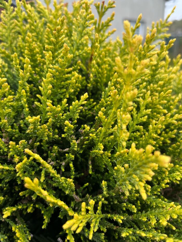 Leylandii copacel la ghiveci - imagine 2