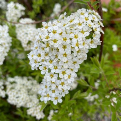Frunzișul Spirea White este de un verde închis, lucios și elegant, având o textură fină și o formă compactă. Comandă acum! 🌼🛒
