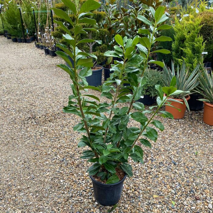 Prunus Laurocerasus: Varietate cu Frunze Mari și Creștere Rapidă 👉️ Cu creștere rapidă și frunze deosebite, Prunus Laurocerasus este alegerea perfectă pentru crearea unei coroane bogate și umbroase în grădina ta! 🌿🛒