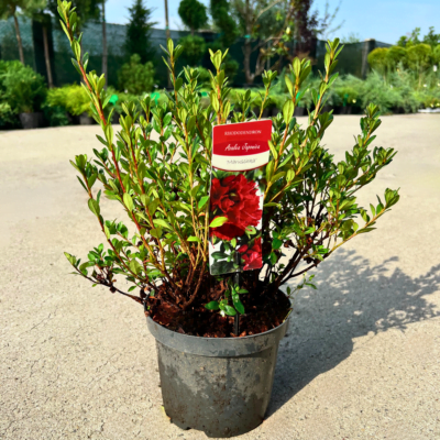 Bucură-te de frumusețea Azaleei Maruschka cu flori mari și intense în nuanțe de roșu-ciclam. Planta perfectă pentru grădina ta! Comandă acum!👌 😍