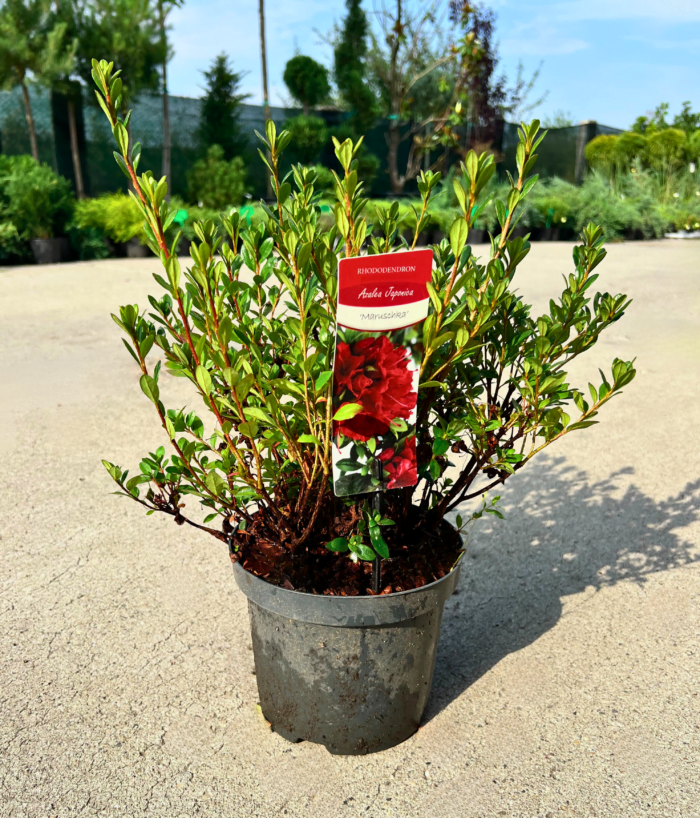 Bucură-te de frumusețea Azaleei Maruschka cu flori mari și intense în nuanțe de roșu-ciclam. Planta perfectă pentru grădina ta! Comandă acum!👌 😍