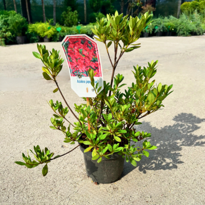 Bucură-te de frumusețea și eleganță 👉️ Azaleea Japonica Red, un arbust cu flori roșii aprinse. Perfect pentru grădini și spații verzi. Comandă acum!