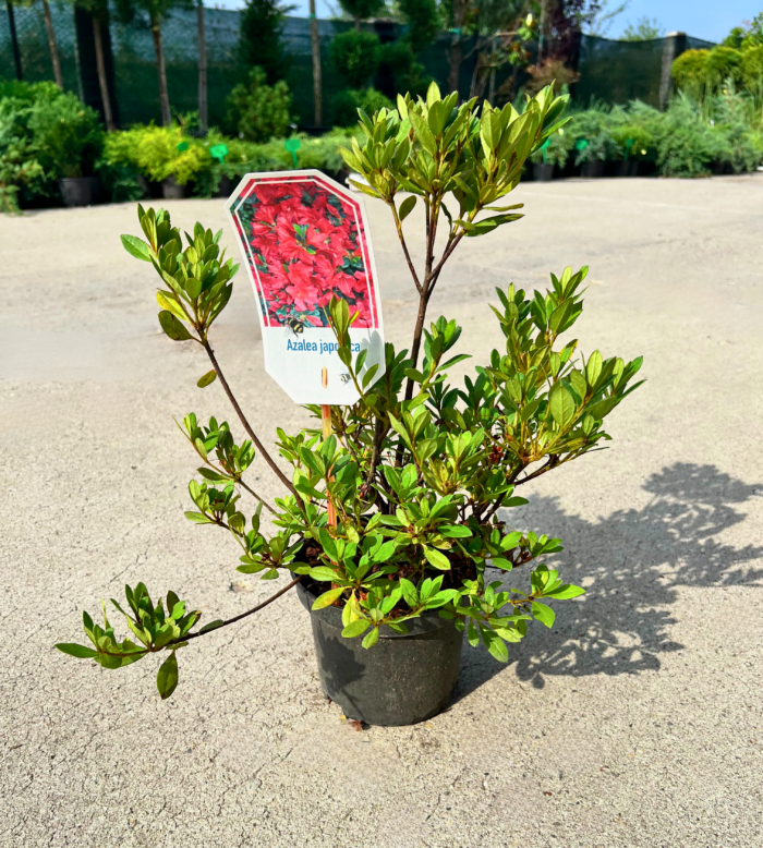 Bucură-te de frumusețea și eleganță 👉️ Azaleea Japonica Red, un arbust cu flori roșii aprinse. Perfect pentru grădini și spații verzi. Comandă acum!