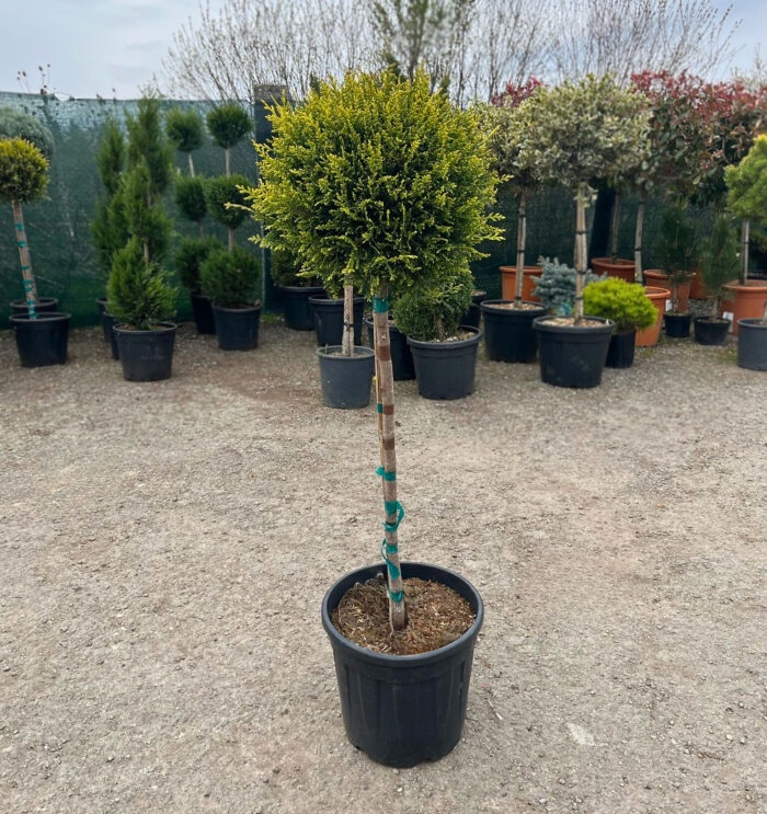 5a2534fb-53aa-491e-b0f2-b923db0566f0 Leylandii copacel la ghiveci - imagine 1