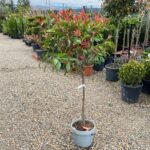 Photinia copacel 1/2 la ghiveci - imagine 2