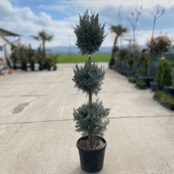 Dă farmec grădinii tale cu Cupressus Arizonica 3 globuri, cu un design uimitor format prin tundere cu 3 globuri. Prinde viață în spațiul tău verde! 🌿🛒