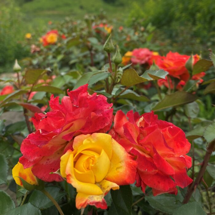 Trandafir Rumba este o varietate remarcabilă, cunoscută pentru florile sale de un roșu aprins și vibrant, care emană un parfum îmbătător și captivant. 🌹