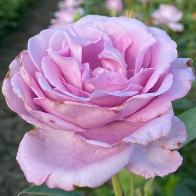 Descoperă parfumul sublim și culoarea mov-lila pastel a Trandafir Sissi. Un trandafir teahibrid rezistent și ușor de întreținut.Comadă acum! 💐🛒