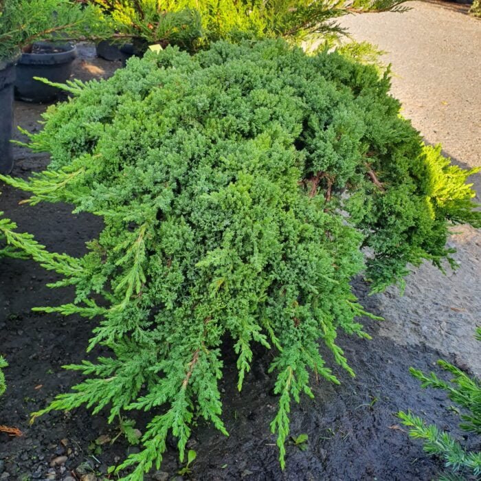 Juniperus Procumbens arbust pitic, cu o creștere lentă și târâtoare, care formează un covor dens și compact.Comandă acum! 🌿🛒