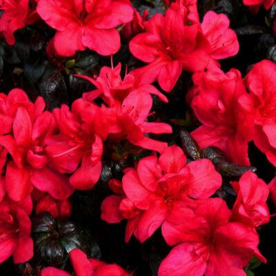 Bucură-te de frumusețea Azaleei Maruschka cu flori mari și intense în nuanțe de roșu-ciclam. Planta perfectă pentru grădina ta! Comandă acum!👌 😍