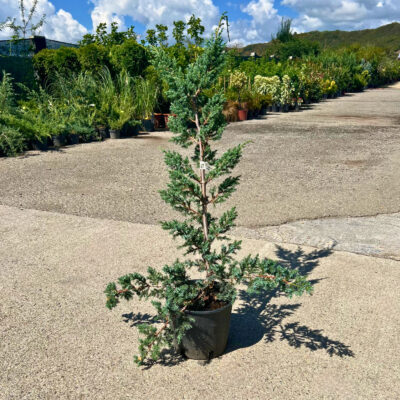 Squamata Blue Compacta - Pepiniera Sosa