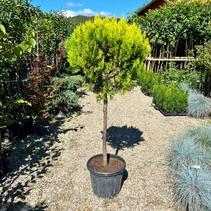 Tuia Aurea Copacel - Pepiniera Sosa