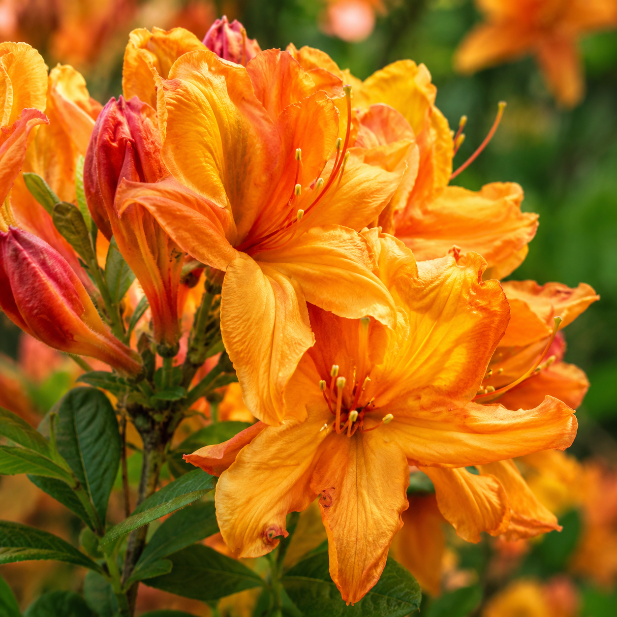 azalea-mollis-golden-eagle-arancio Azalea Mollis ”Golden Eagle Arancio” la ghiveci - imagine 1